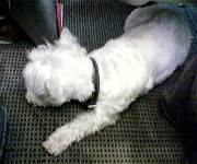 Dog training classes: Little do we know