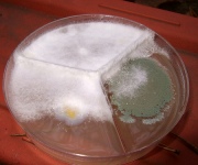 Candida Albicans- the root cause of many physical and mental problems