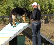 Dog obedience training schools: know all about them