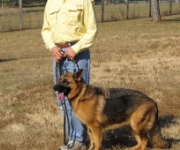 Dog Leashes: Dog training and Leashes