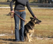 Dog training tips: learn and explore