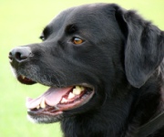 How to stop dog barking