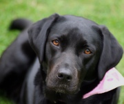 Dog urine: How big a problem is it?