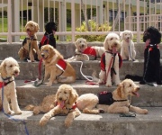 How to train a dog: Your keys training tips