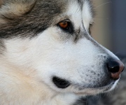 Train a dog: How to solve problem behaviors