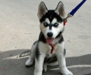 How to Train a Puppy Â a training guide