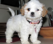 How to Train a Puppy- a set of easy ways