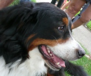 How to go about Puppy care ? 