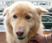 Puppy Training - Why is it important?