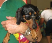 Puppy training tips - The dos and donts